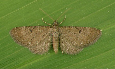 Satyr Pug Eupithecia satyrata