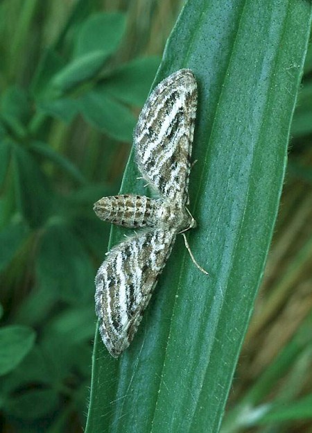 Scarce Pug Eupithecia extensaria