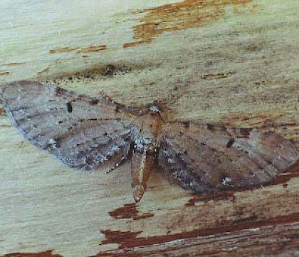 Adult &bull; Littleborough, Lancashire &bull; &copy; Ian Kimber