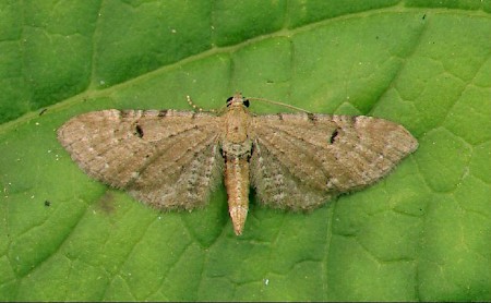 Wormwood Pug Eupithecia absinthiata