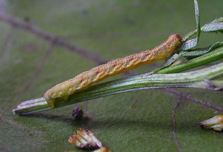 Wormwood Pug Eupithecia absinthiata