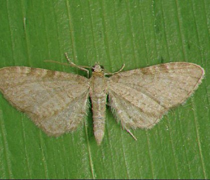 Adult &bull; Dorset &bull; &copy; Paul Harris