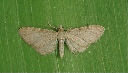 Valerian Pug Eupithecia valerianata