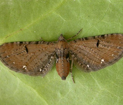 Adult &bull; Chorlton, Greater Manchester &bull; &copy; Ben Smart