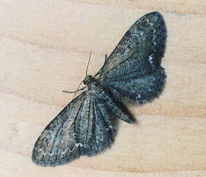 Adult &bull; Littleborough, Lancashire &bull; &copy; Ian Kimber