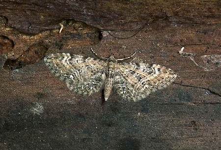 Common Pug Eupithecia vulgata