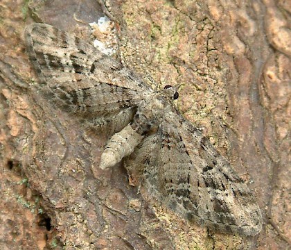 Adult &bull; Hemingford Grey, Hunts. &bull; &copy; Nick Greatorex-Davies