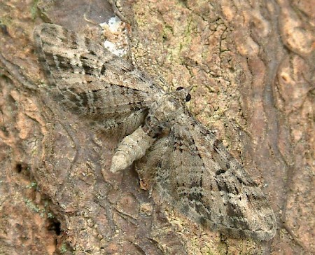 Mottled Pug Eupithecia exiguata