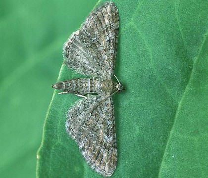 Adult &bull; Thetford, Norfolk &bull; &copy; Roy Leverton