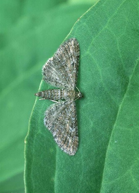 Yarrow Pug Eupithecia millefoliata