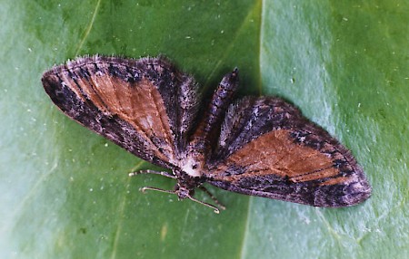 Tawny Speckled Pug Eupithecia icterata