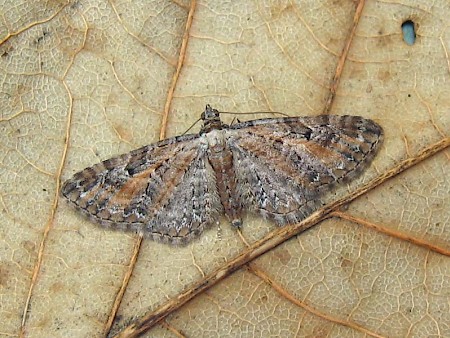 Tawny Speckled Pug Eupithecia icterata