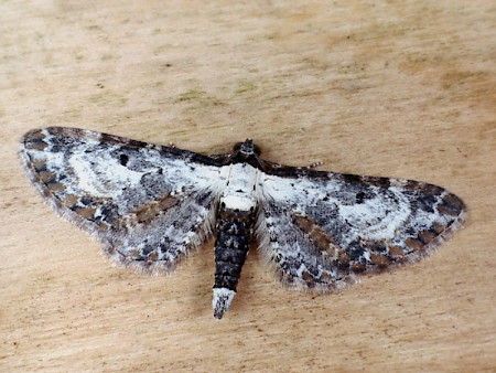 Bordered Pug Eupithecia succenturiata