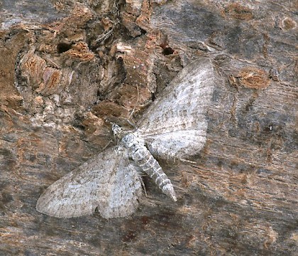 Adult &bull; Dorset &bull; &copy; Paul Harris