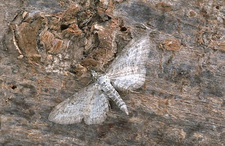 Shaded Pug Eupithecia subumbrata