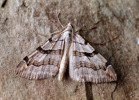 Treble-bar Aplocera plagiata