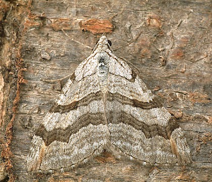 Adult &bull; Dorset &bull; &copy; Paul Harris