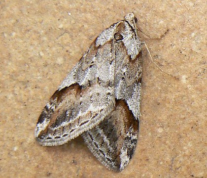 Adult &bull; Black Isle, Inverness &bull; &copy; Martin Hind