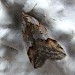 Adult, ssp. scotica • Nethy Bridge, Scotland • © Roger Wilkinson