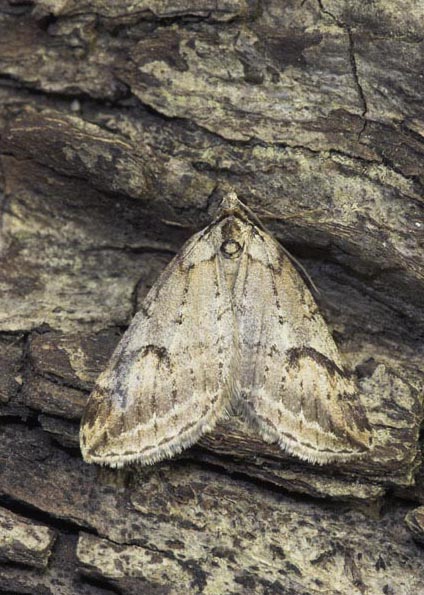 Broom-tip Chesias rufata