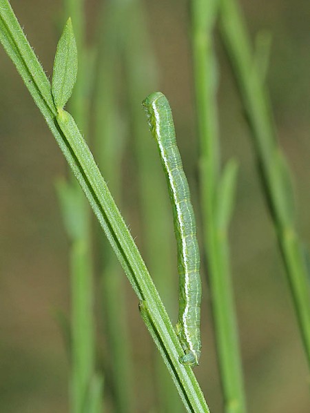 Broom-tip Chesias rufata