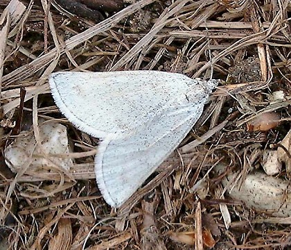 Adult &bull; Brandon, Suffolk &bull; &copy; Graham Austin