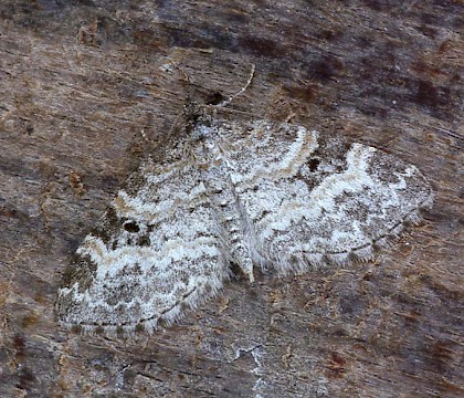 Adult &bull; Dorset &bull; &copy; Paul Harris