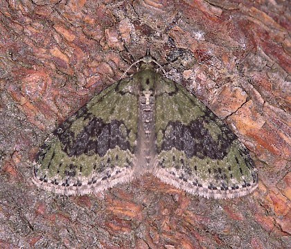 Adult &bull; The Netherlands &bull; &copy; Jeroen Voogd