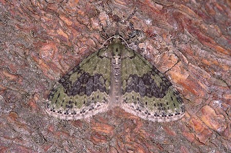 Yellow-barred Brindle Acasis viretata