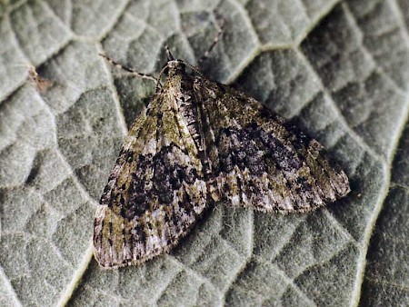 Yellow-barred Brindle Acasis viretata