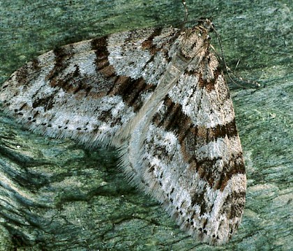 Adult &bull; Gait Barrows NNR, Lancashire &bull; &copy; Rob Petley-Jones