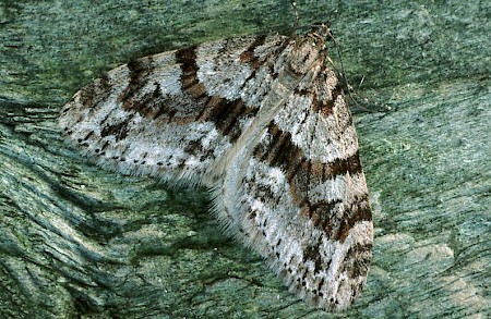 Barred Tooth-striped Trichopteryx polycommata