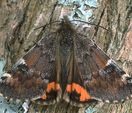 Adult &bull; Dorset &bull; &copy; Paul Harris