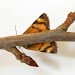 Adult • Underside; Dorset • © Chris Manley