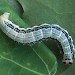 Larva • Monks Wood NNR, Hunts • © Nick Greatorex-Davies