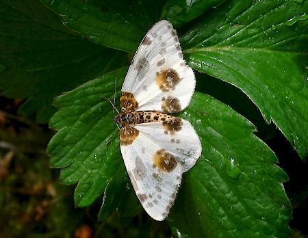 Clouded Magpie Abraxas sylvata