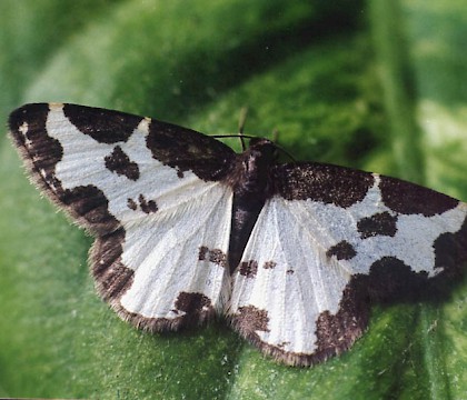 Adult &bull; Littleborough, Lancashire &bull; &copy; Ian Kimber