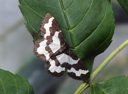 Clouded Border Lomaspilis marginata