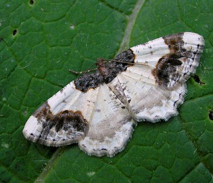 Adult &bull; Wicken Fen, Cambs. &bull; &copy; Shane Farrell