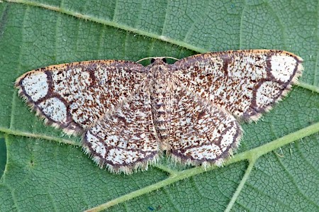 Ringed Border Stegania cararia