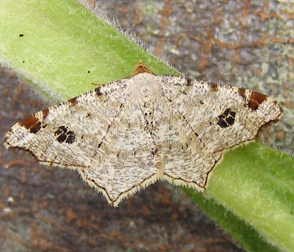 Adult &bull; East Ross, Scotland &bull; &copy; Nigel Richards