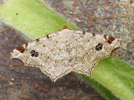 Peacock Moth Macaria notata