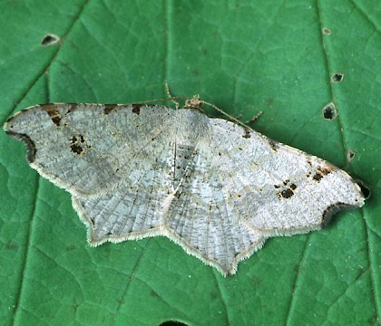 Adult &bull; Dordogne, France &bull; &copy; Ian Kimber