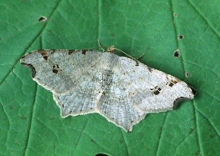 Sharp-angled Peacock Macaria alternata