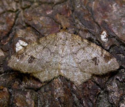 Adult &bull; Covert Wood, Kent &bull; &copy; Lee Gregory