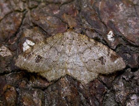 Dusky Peacock Macaria signaria