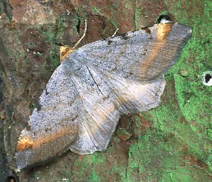 Adult &bull; Moray &bull; &copy; Roy Leverton