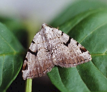 Adult &bull; Littleborough, Lancashire &bull; &copy; Ian Kimber