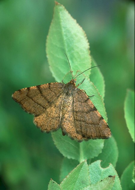 Rannoch Looper Macaria brunneata