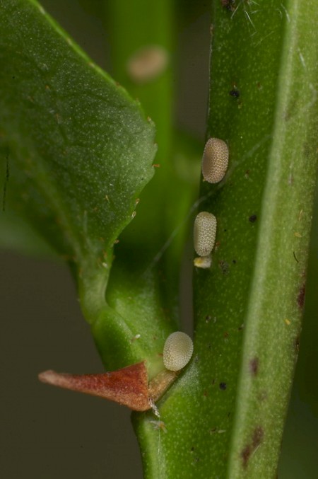 Rannoch Looper Macaria brunneata